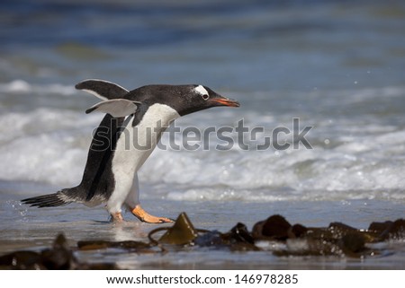 Gentoo Penguin (Pygoscelis papua papua), adult running into the surf on Saunders Island in the Falklands.
