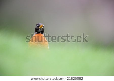 American Robin (Turdus migratorius migratorius), male feeding in grass with grass as foreground and cherry tree in background.