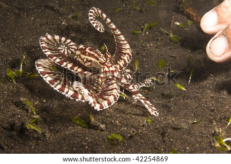 Mimic octopus (Thaumoctopus mimicus) on muck sand bottom in the Lembeh Strait with finders in photo showing small size.
