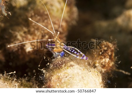 Pederson Cleaner Shrimp (Periclimenes pedersoni), Bonaire, Netherlands Antilles