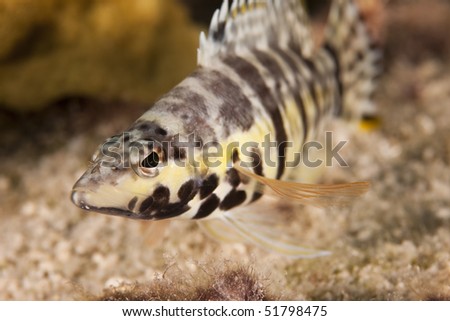 Harlequin Bass (Serranus tigrinus), Bonaire, Netherlands Antilles