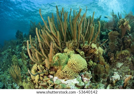 Sea Rods and other corals on a beautiful tropical reef in Bonaire, Netherlands Antilles.