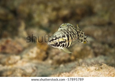 Harlequin Bass (Serranus tigrinus) on a tropical coral reef in Bonaire, Netherlands Antilles.