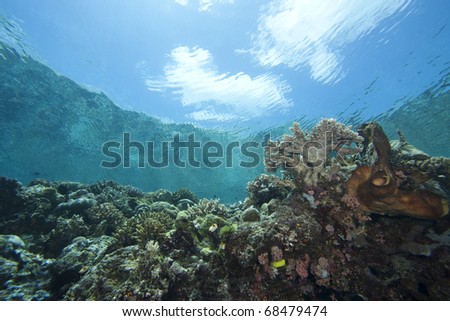 A tropical coral reef off Bunaken Island in North Sulawesi, Indonesia.