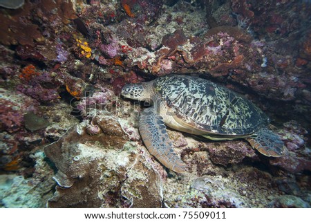 Green Sea Turtle (Chelonia mydas) on a coral sea wall off Bunaken Island, North Sulawesi, Indonesia.