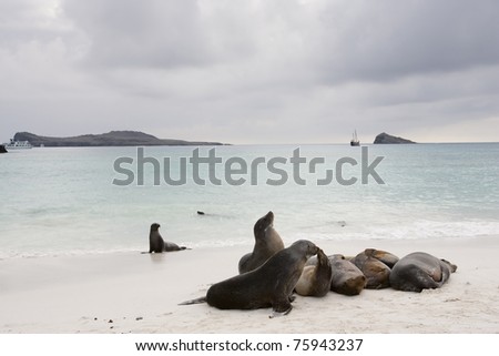 Galapagos Sea Lion (Zalophus californianus wollebacki), group together on a beach on Espanola Island, Galapagos with a sailboat in the background.
