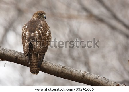 Red-tailed Hawk (Buteo jamaicensis borealis), Eastern subspecies, juvenile sitting in New York City's Central Park in the Winter.