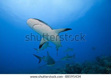Reef Shark (Carcharhinus perezii) school hunting over a tropical coral reef off the island of Roatan, Honduras.