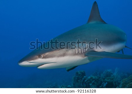 Reef Shark (Carcharhinus perezii) hunting over a tropical coral reef off the island of Roatan, Honduras.