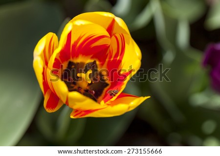 Top shot of a Burning Heart Tulip with a bee inside.
