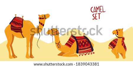 Camel cartoon vector illustration on white. Decorated camel with seat for a ride.  Camel traditional colorful decorated