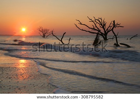 Oak trees submersed in water at sunrise in the boneyard beach of Edisto Island, South Carolina
