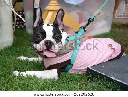 little french bulldog wearing pink outfit and blue leash smiling on the ground