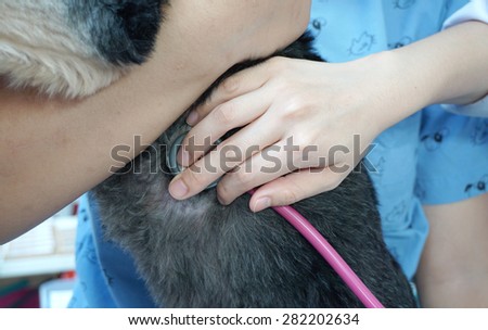 human hold the black hair dog tight and veterinarian checking dog heartbeat with stethoscope