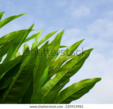 Closeup photo of long green leaves against sun and blue sky