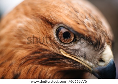 Sight Bird
