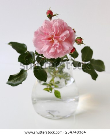Pink rose in a glass vase. Romantic still life with pink rose flower.