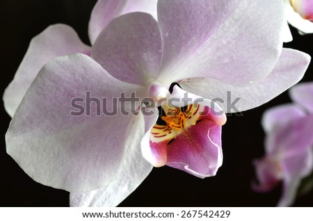 light purple orchid with water drops on a dark background