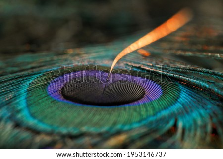 Gujarat, India, February 23, 2021: Peacock feather, Close up of peacock feather, Peafowl feather, peacock feather background, Peacock, Peafowl, Background, design, abstract.