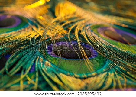 India, 20 February, 2021 : Close up of peacock feather, Peafowl feather, Peacock feathers, Bird feather.