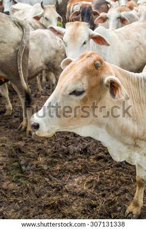 Herd of Cows standing in cowshed on the evening