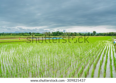 Landscape of little green rice fields with dark storm clouds on sky before the rain