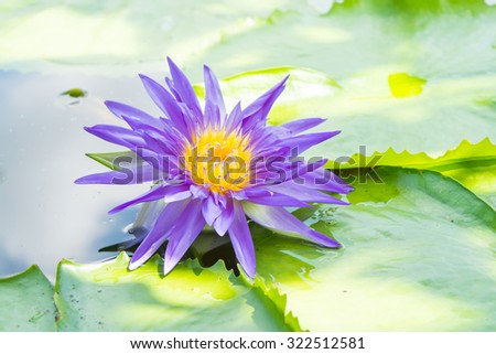 Lotus flower on the water close up shot