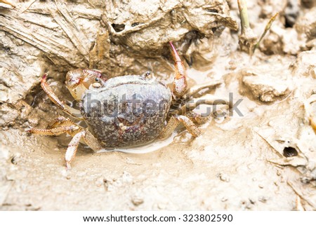 Brown  Ricefield Crab in soft mud