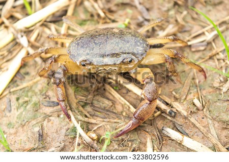 Brown  Ricefield Crab in soft mud