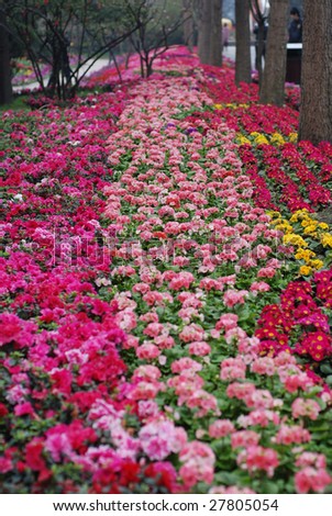 flower bed full of color flowers