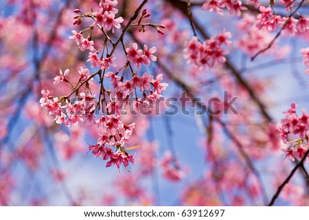pink flower in blue background