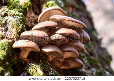 Similar – Image, Stock Photo Mushrooms on a tree trunk