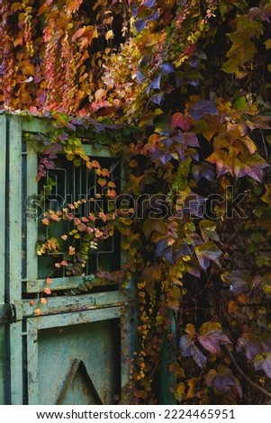 Similar – Image, Stock Photo Green door entwined with ivy