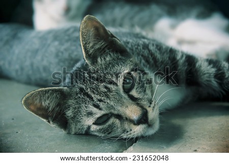 Image Retro style portrait sleep cat