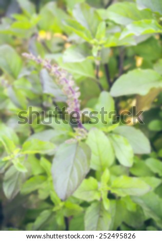 Fresh organic sweet basil, focus on front bunches of flowers and seeds.,Image Blur