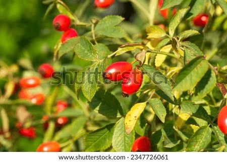 Similar – Image, Stock Photo These are rosehips