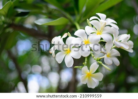 white orchids with stars on background
