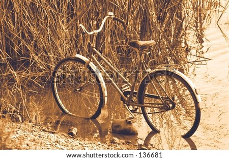 Old bicycle in the reed