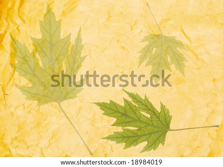 Transparent green leaves on old crumpled paper (as an abstract background)