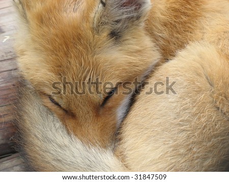 Sleeping red fox covering its nose with its tail