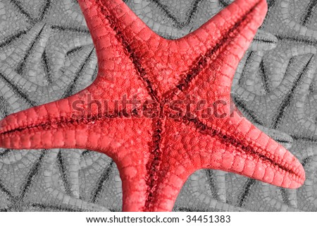 Red starfish standing out against the background of b&w starfishes