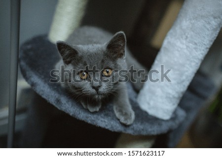 Shutterstock Puzzlepix