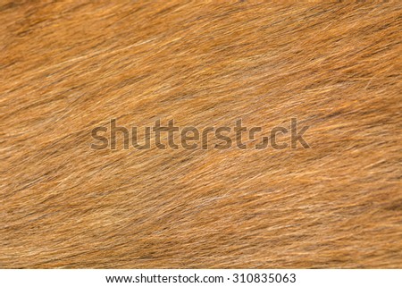 close up dog hair
