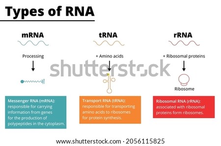 Types of RNA: messenger RNA (mRNA), transport RNA (tRNA), ribosomal RNA (rRNA). Vector illustration. Imagine de stoc © 