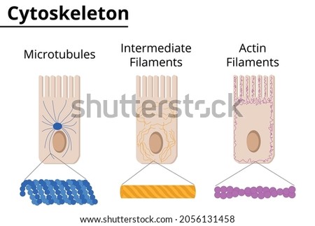 Different structures of cytoskeleton. Microtubules, intermediate filaments and actin filaments. Vector illustration. Didactic illustration.