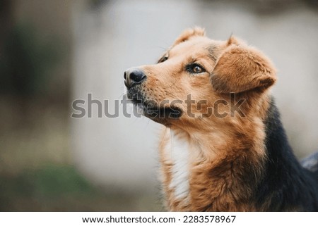 Similar – Image, Stock Photo relaxed with the dog from the walk back again