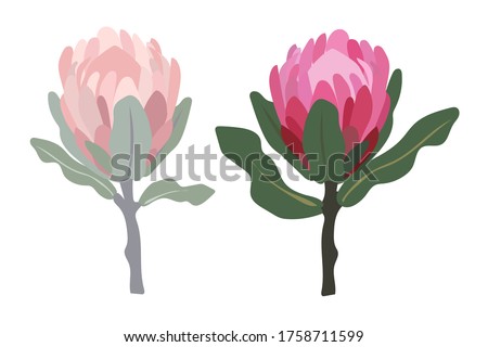 Similar – Image, Stock Photo Protea or King Protea (Protea cynaroides)