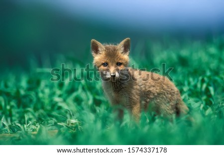 A very curious Red Fox pup ( Vulpes vulpes) in green forest, Red Fox pup in wild, Wild life, Concept of wild life. Stock foto © 