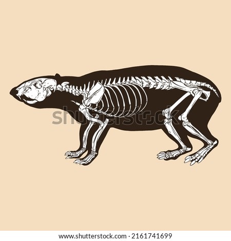 Skeleton lowland paca vector illustration animal Stock fotó © 