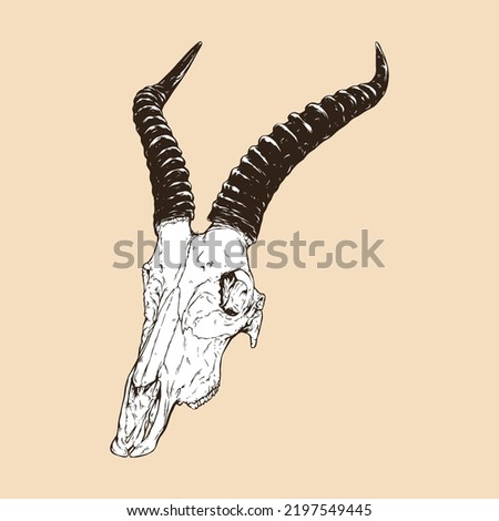 blesbok skull head vector illustration